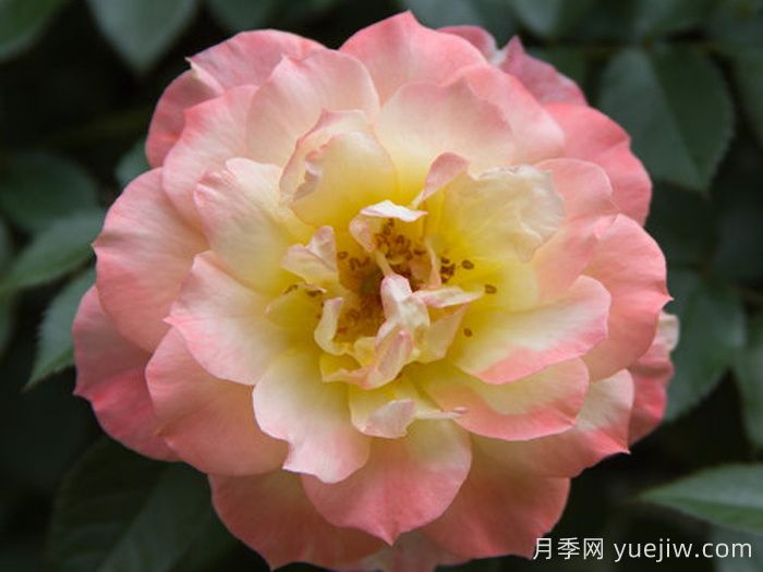 奧索易意大利冰月季(圖3)