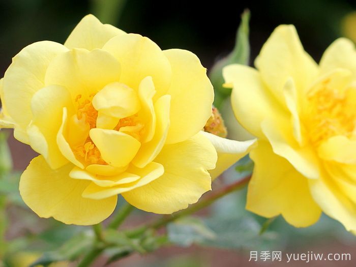 奧索易檸檬熱情/檸檬樂趣(圖1)