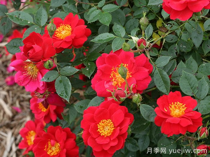 奧索易都市傳奇月季(圖2)