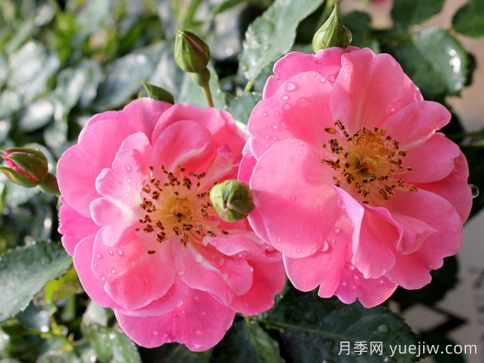 奧索易粉色紙杯蛋糕(圖2)