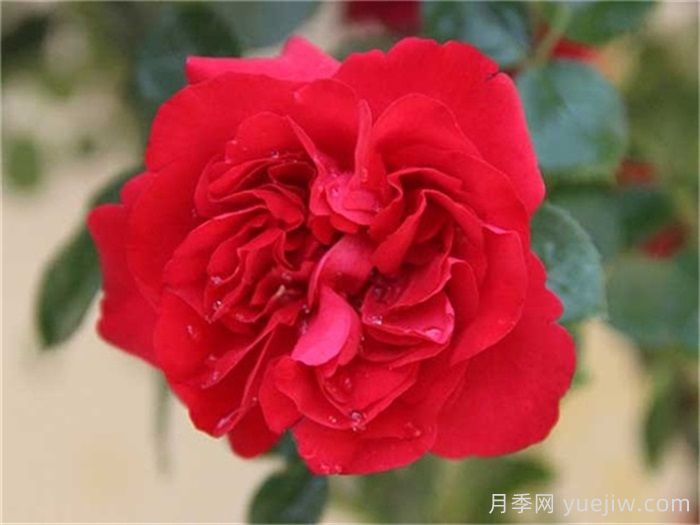 花友決定淘汰4個月季品種，養(yǎng)花路上你放棄什么？(圖2)