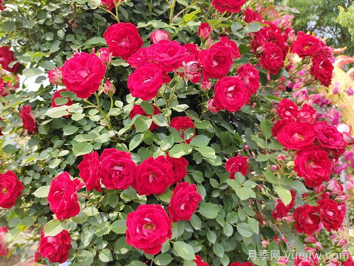 花友決定淘汰4個月季品種，養(yǎng)花路上你放棄什么？(圖3)