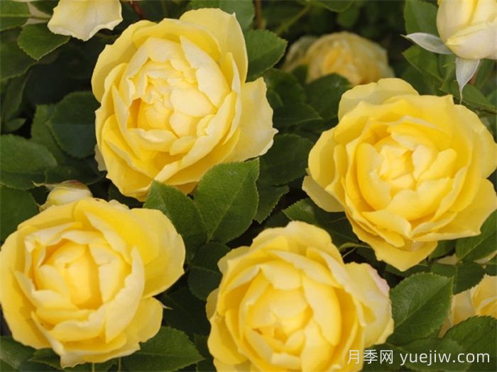 花友決定淘汰4個月季品種，養(yǎng)花路上你放棄什么？(圖4)