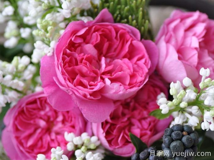 月季推薦，治療天使拉斐爾月季(圖1)