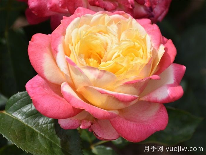 月季百科：科德斯慶典月季(圖1)