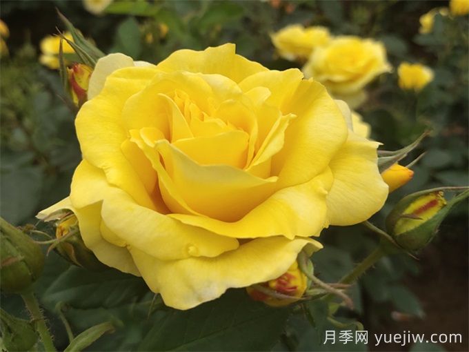 月季百科：金徽章月季(圖1)
