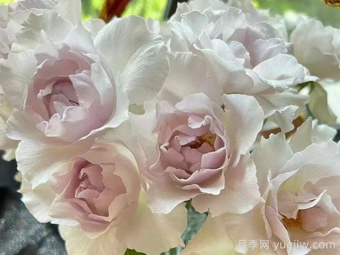 月季推薦，莎菲天使月季(圖1)