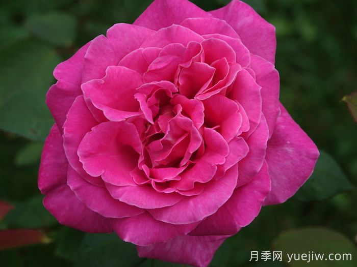 月季推薦，淑女月季(圖1)