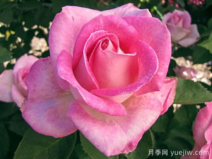 月季推薦，粉色慶典月季(圖1)