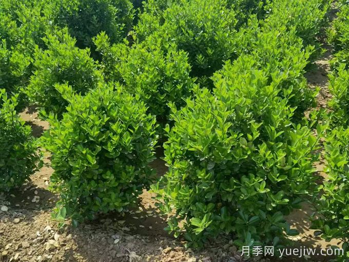 四種常綠籬在園林景觀營(yíng)造中的應(yīng)用和配置(圖1)
