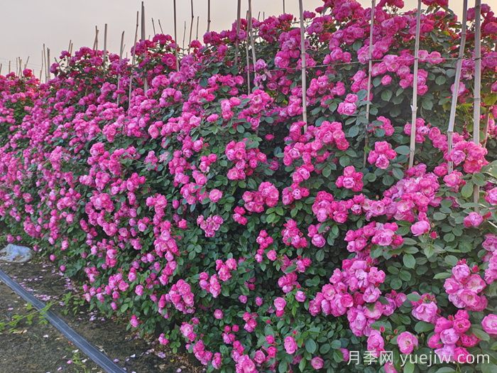 籬植在園林景觀中的應(yīng)用類(lèi)型和植物配置(圖1)