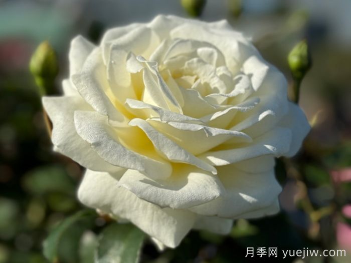 銀婚慶典月季(圖2)