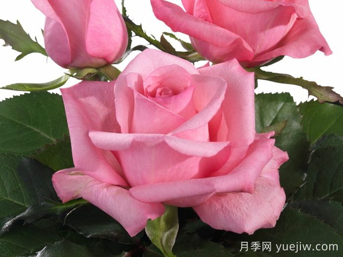 迷人的朱比莉月季/歡樂慶典月季(圖1)
