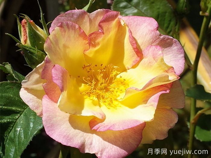 香味花園(圖1)