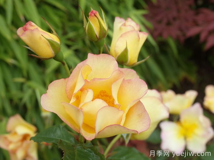香味花園(圖2)