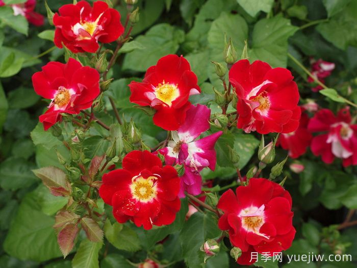秀美音樂月季/紅葉月季(圖2)