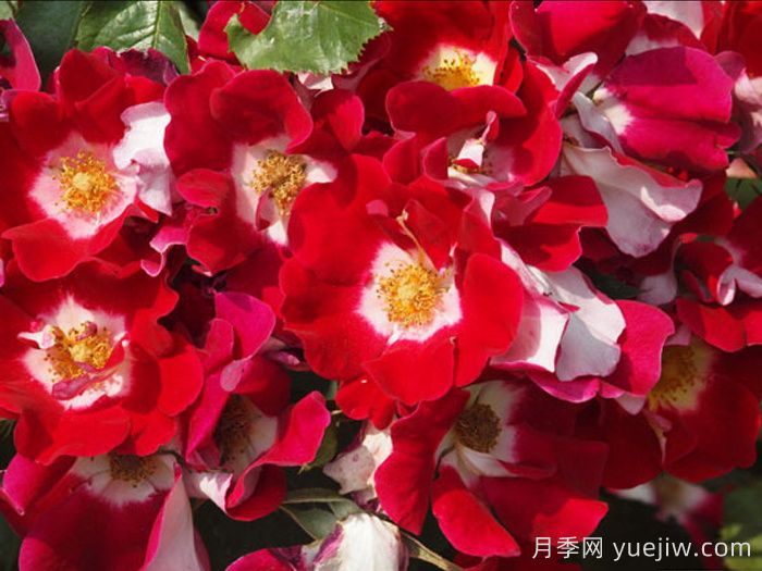 秀美音樂月季/紅葉月季(圖3)