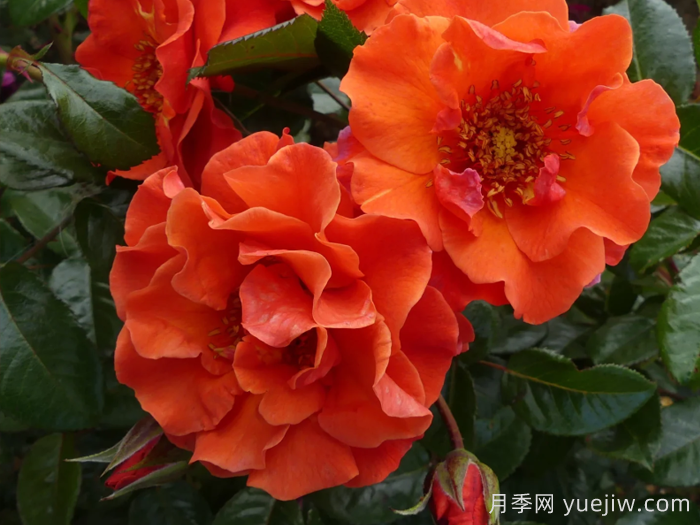 什羅普郡之星月季(圖1)