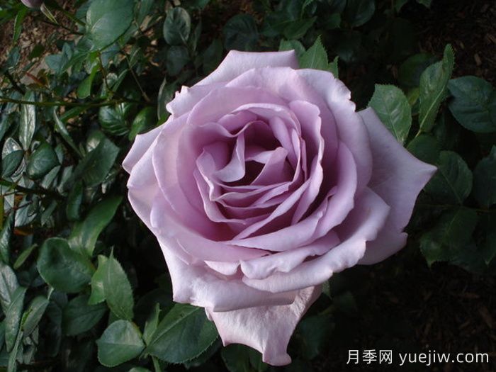 藍色女孩月季/科隆狂歡節(jié)(圖2)