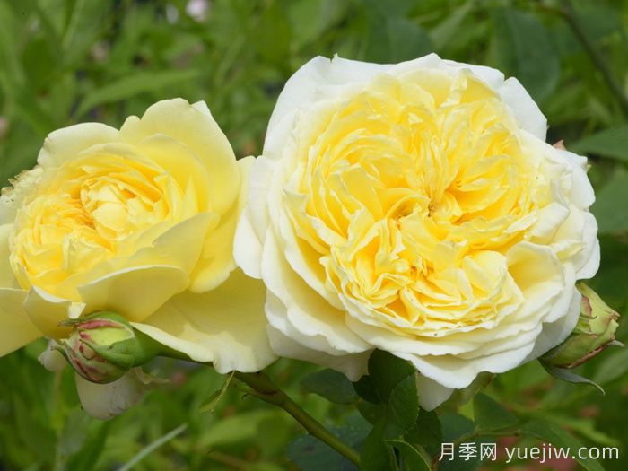 內(nèi)爾森蒙福月季/尼爾森蒙福特(圖3)