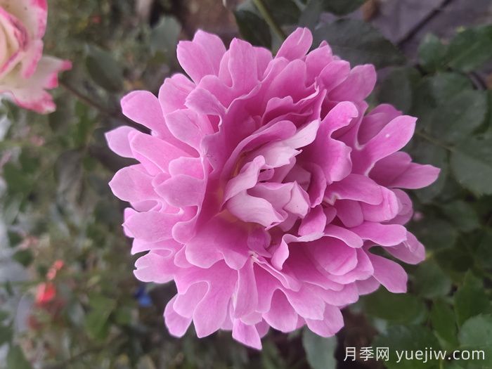 夢幻褶邊月季/夢幻波浪(圖3)