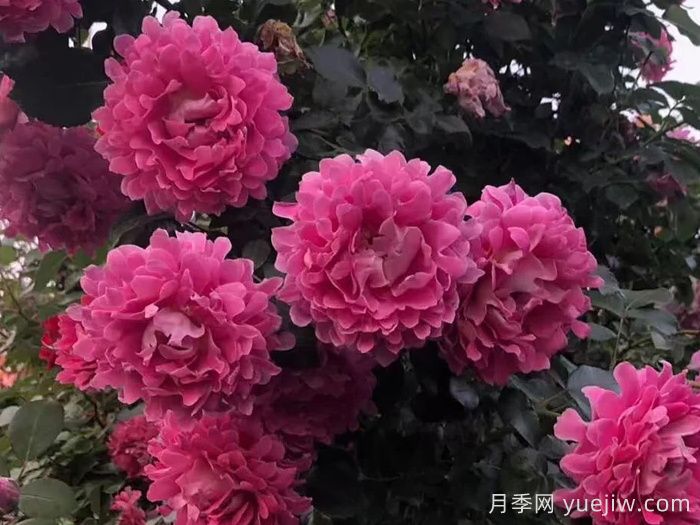 夢幻褶邊月季/夢幻波浪(圖4)