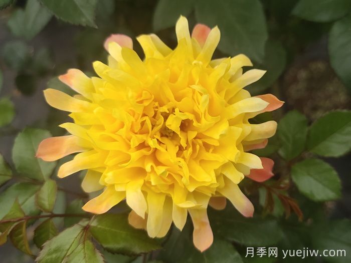 煙花波浪月季/煙花褶邊(圖2)