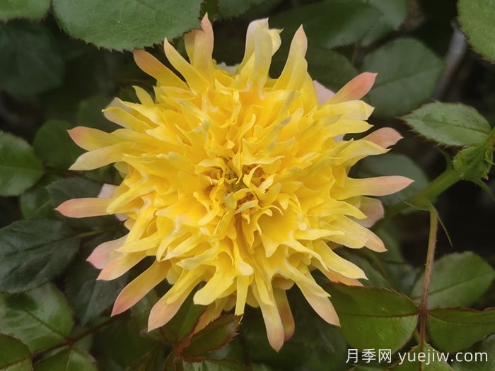 煙花波浪月季/煙花褶邊(圖1)