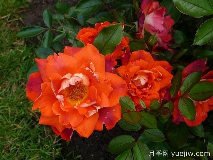 巧克力褶邊月季/巧克力波浪(圖2)