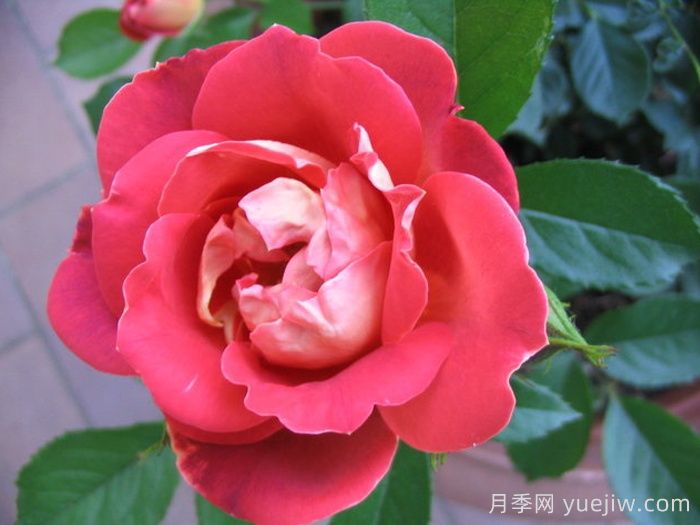 巧克力褶邊月季/巧克力波浪(圖3)