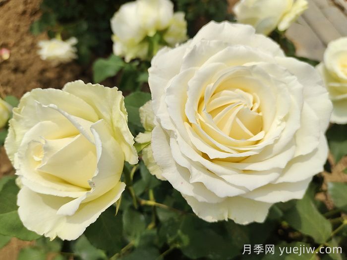 常見花卉的花語，不同節(jié)日的送花選擇(圖2)