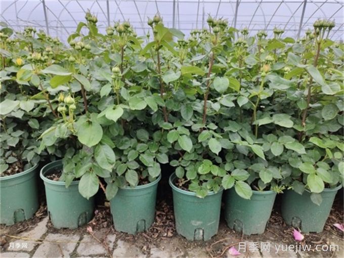 冬天月季的花苞要剪掉嗎？(圖1)
