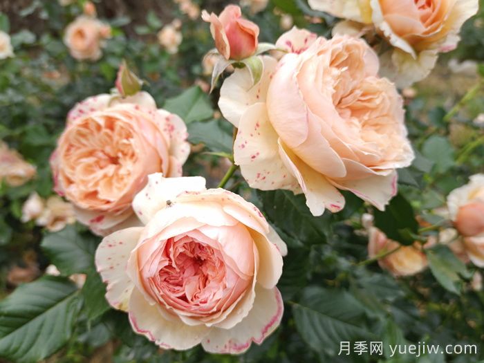 月季推薦，真宙月季(圖1)