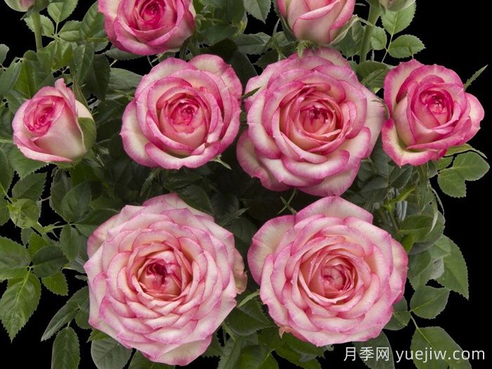 月季推薦，旋轉(zhuǎn)木馬月季(圖1)