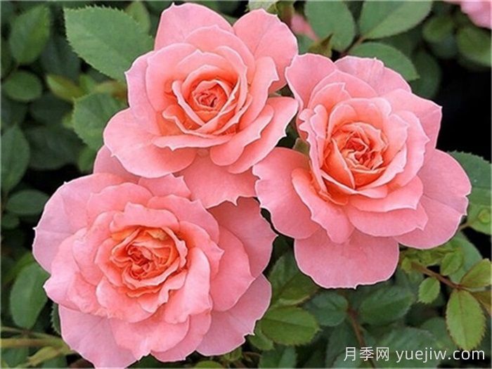 月季推薦，三文魚(yú)陽(yáng)臺(tái)月季(圖1)