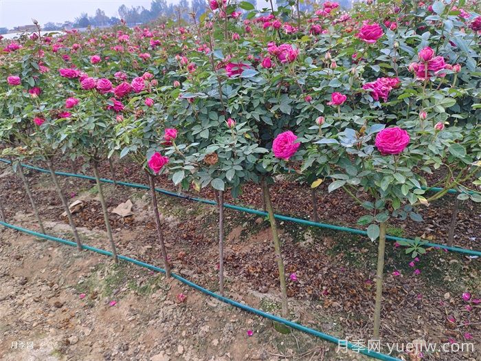 匯總558種常見園林植物，趕快收藏(圖2)