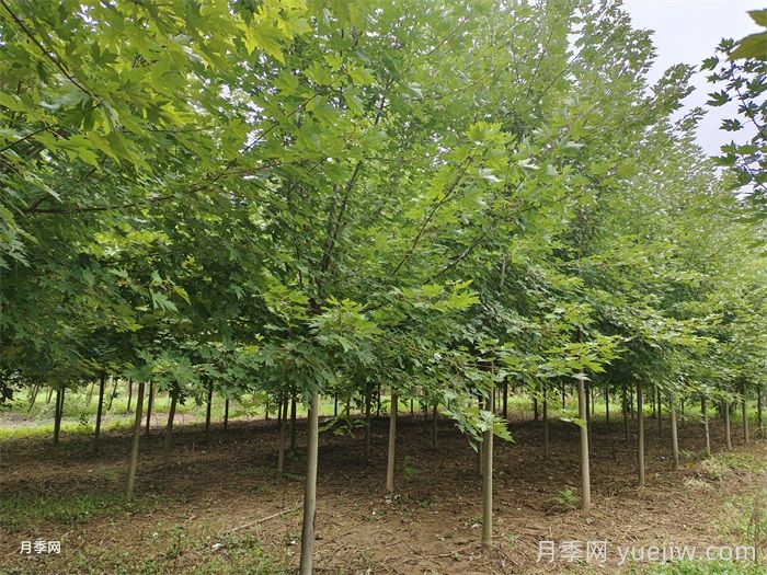 匯總558種常見園林植物，趕快收藏(圖3)