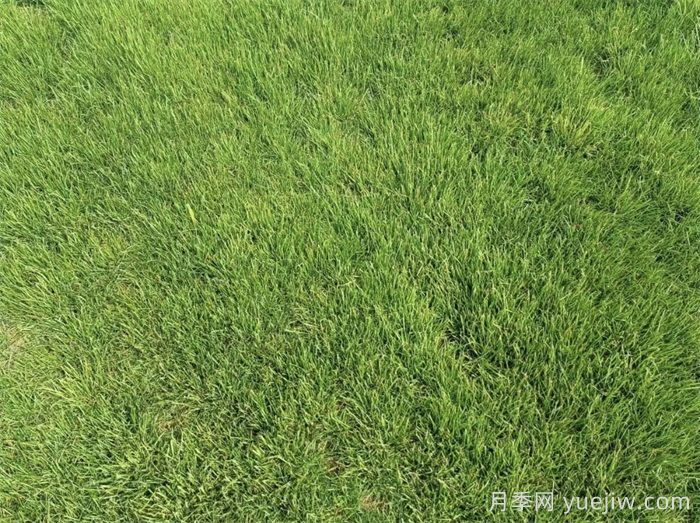 匯總558種常見園林植物，趕快收藏(圖4)
