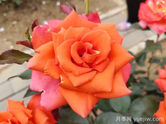 玫瑰，浪漫之花(圖1)