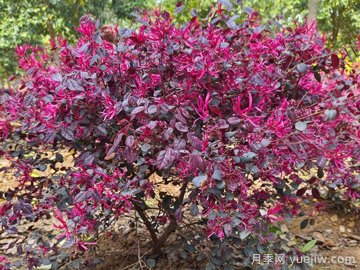 10種寓意富貴長壽的花園植物(圖2)