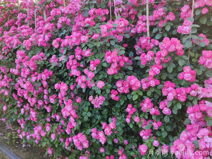 10種寓意富貴長壽的花園植物(圖1)