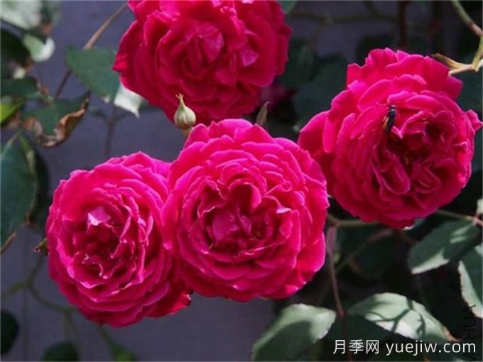 古老月季推薦，軟香紅月季(圖1)