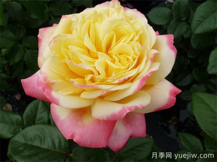 慶典月季推薦，科德斯慶典月季(圖1)