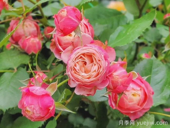浪漫比克月季(圖3)