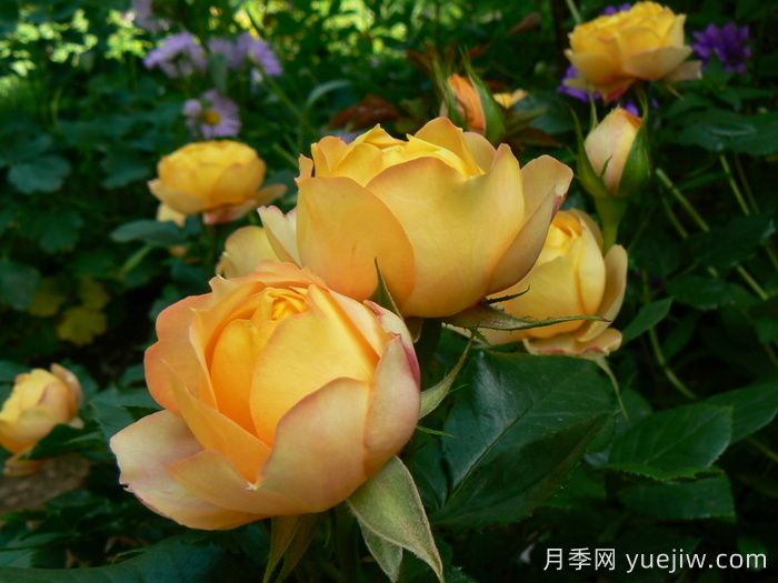 浪漫寶貝月季(圖3)
