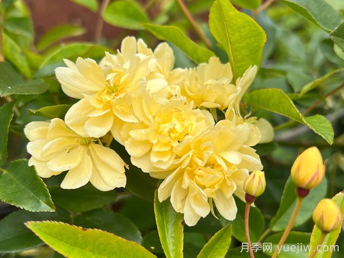 黃木香薔薇(圖2)