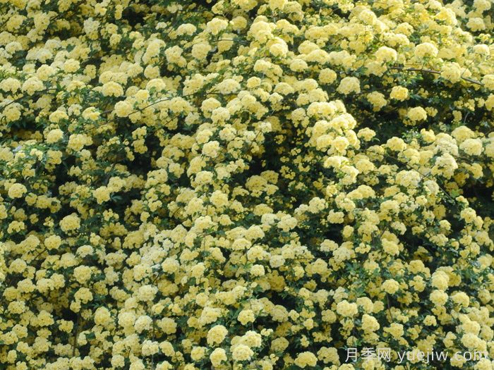 黃木香薔薇(圖3)