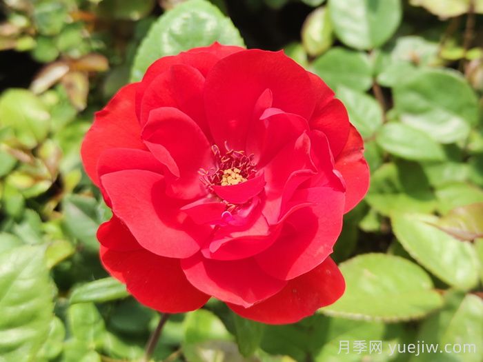 北京紅月季(圖1)