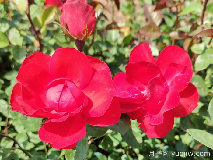 北京紅月季(圖2)