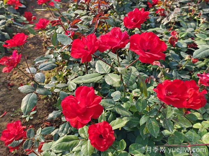 北京紅月季(圖3)